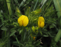 Ononis pubescens