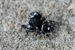 Phidippus audax