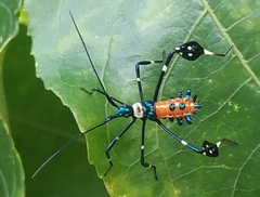 Diactor bilineatus