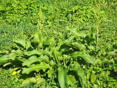 Rumex japonicus