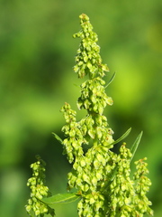 Rumex japonicus