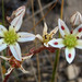 Blochman's Dudleya - Photo Anthony Valois and the National Park Service, no known copyright restrictions (public domain)