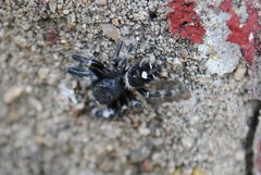 Phidippus audax