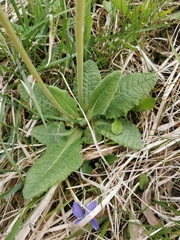 Primula veris canescens