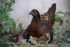Gallus gallus domesticus