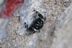 Phidippus audax