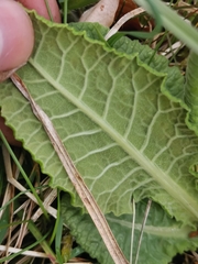 Primula veris canescens