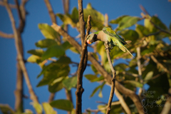 Psittacula alexandri fasciata