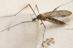 Chioneinae