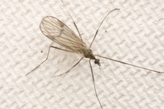Chioneinae