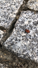 Pyrrhocoris apterus