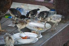 Gallus gallus domesticus