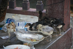 Gallus gallus domesticus