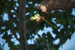 Psittacula eupatria
