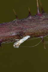 Phyllonorycter tenerella