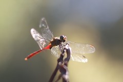 Sympetrum