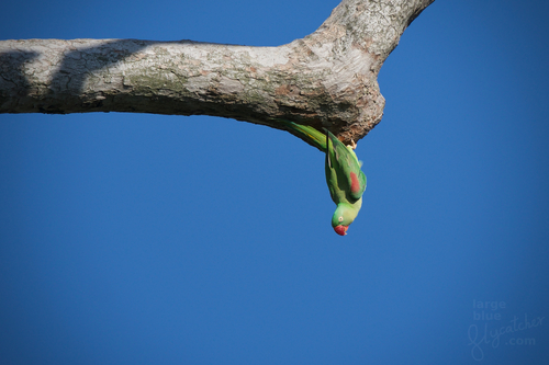 Alexandrine Parakeet
