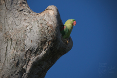 Psittacula eupatria
