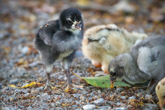 Gallus gallus domesticus
