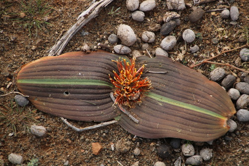 Image of Daubenya marginata by (c) Tony Rebelo, some rights reserved (CC BY-SA)