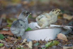 Gallus gallus domesticus