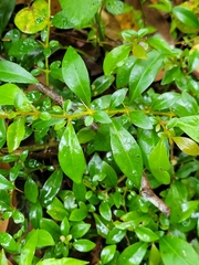 Pisonia aculeata image