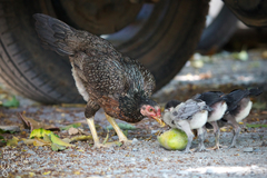 Gallus gallus domesticus