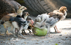 Gallus gallus domesticus