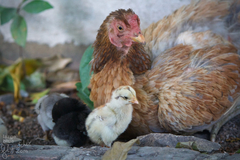 Gallus gallus domesticus