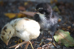 Gallus gallus domesticus