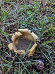 Scleroderma flavidum