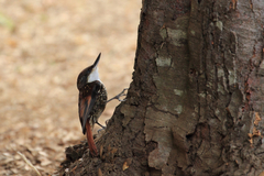 Pygarrhichas albogularis