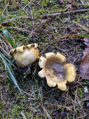 Scleroderma flavidum