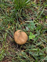 Scleroderma flavidum