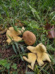 Scleroderma flavidum