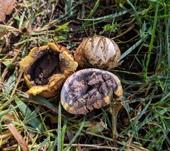 Scleroderma flavidum