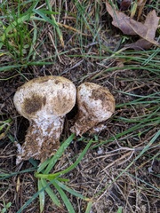 Scleroderma floridanum
