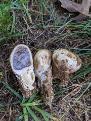 Scleroderma floridanum