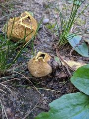 Scleroderma flavidum