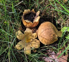 Scleroderma flavidum