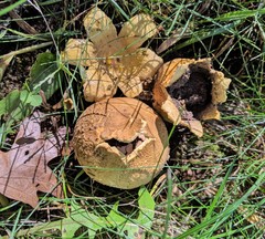 Scleroderma flavidum