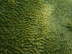 Pseudodiploria clivosa