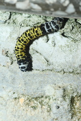 Tycracona obliqua