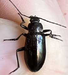 Tarpela micans