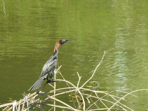 Microcarbo pygmaeus