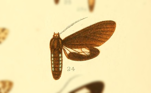 Ptychotricos episcepsidis