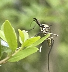 Toxorhynchites rutilus