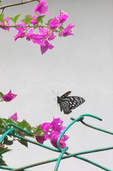 Papilio clytia clytia