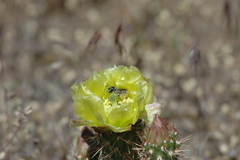 Opuntia polyacantha
