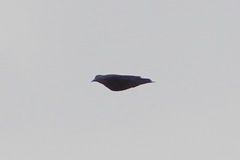 Streptopelia tranquebarica